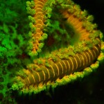 Fireworm (Hermodice carunculata) on coral. (c) Jim Laurel