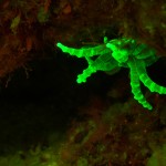 Fluorescing anemone. (c) Jim Laurel