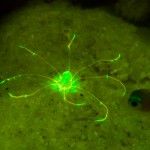 Fluorescing anemone. (c) Jim Laurel