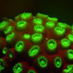 Coral polyps. (c) Jim Laurel
