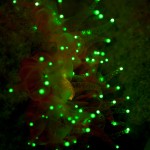 Fluorescing coral. (c) Lureen Ferretti