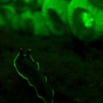 Fluorescing nudibranch and coral. (c) Lureen Ferretti