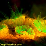 Green- and orange-fluorescent proteins in a coral, Bonaire. (c) Lureen Ferretti