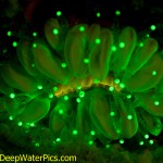 Fluorescing coral. (c) Lureen Ferretti