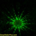 Fluorescing anemone. (c) Lureen Ferretti