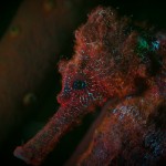 Fluorescing seahorse. (c) Philip Seys