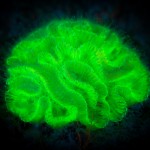 Fluorescing coral. (c) Philip Seys