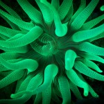 Fluorescing anemone. (c) Philip Seys
