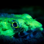 Fluorescing lizardfish. (c) Philip Seys