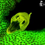 Fimbriated Moray Fluoresence (Gymnothorax fimbriatus) (c) Alex Tyrrell