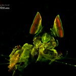 Golden Mantis Shrimp Fluorsecence (Lysiosquilloides mapia) (c) Alex Tyrrell
