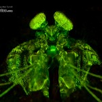 Lisa's Mantis Shrimp Fluorescence (Lysiosquillina lisa) (c) Alex Tyrrell