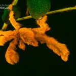 Fluo Orangutan Crab (Achaeus japonicus) (c) Alex Tyrrell