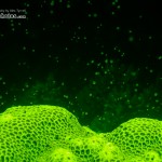 Fluorescent Coral Spawning (Goniastrea sp.) (c) Alex Tyrrell