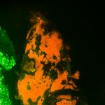 Freckled Frogfish Fluorescence (Antennarius coccineus) (c) Alex Tyrrell