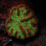 Green-fluorescent protein and red chlorophyll fluorescence in a coral and surrounding algae, Bahamas. (c) Charles Mazel