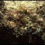 Turf algae on a reef in Florida, white light (c) Charles Mazel
