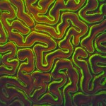 Brain coral showing the red fluorescence from chlorophyll in the symbiotic algae, and green from the fluorescent proteins. (c) Charles Mazel
