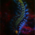 Fireworm (Hermodice sp.) (c) Kerim Sabuncuoglu