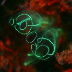 Tunicate fluorescence (c) Kerim Sabuncuoglu