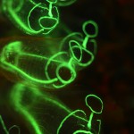 Tunicate fluorescence (c) Kerim Sabuncuoglu