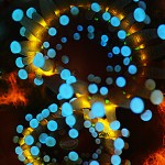 Anemone fluorescence (c) Kerim Sabuncuoglu