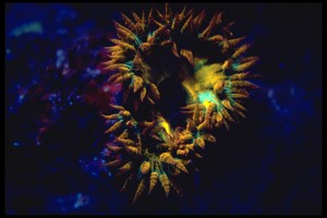 Fluorescent anemone (Phymanthus crucifer), Pedro Bank, Jamaica (c) Charles Mazel