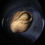 Axolotl (Ambystoma mexicanum), white light. iPhone photo (c) Charles Mazel