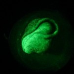 Axolotl (Ambystoma mexicanum), fluorescence, iPhone photo (c) Charles Mazel