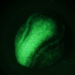 Axolotl (Ambystoma mexicanum), fluorescence (c) Charles Mazel