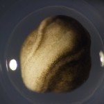 Axolotl (Ambystoma mexicanum), white light (c) Charles Mazel