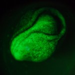 Axolotl (Ambystoma mexicanum), fluorescence (c) Charles Mazel