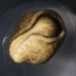 Axolotl (Ambystoma mexicanum), white light (c) Charles Mazel