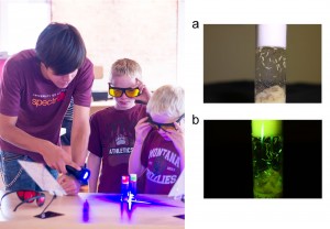 Using NIGHTSEA’s special BlueStar flashlight and goggles to investigate fruit fly larvae.  (L) A simple bench top experiment. (a) Larvae viewed with regular white light (b) The BlueStar reveals that not all larvae are the same. 