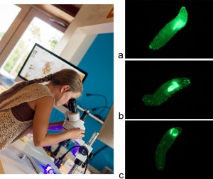 Using the Stereo Microscope Fluorescence Adapter (SFA) moves the study of fruit fly larvae to the next level.  The three panels on the right illustrate selective use of GFP to highlight (a) the actin filaments which are pervasive through the larvae, (b) the peripheral and central nervous system, and (c) the salivary glands and cells that will develop into the eyes.