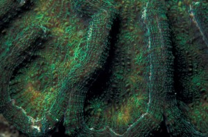 Coral fluorescing green in daytime (c) Charles Mazel
