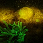 Underwater fluorescence photograph
