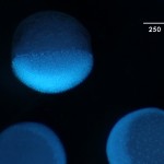 DAPI-stained zebrafish embryos, fluorescing under ultraviolet light excitation