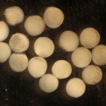 DAPI-stained zebrafish embryos, white light