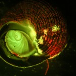 Fluorescence stereo micrograph of underside of a snail shell, showing the operculum and algae growing on the shell