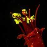 Fluorescence stereo micrograph of a desert flower taken outdoors using the SFA, Eclipse MicroTent, and SFA Battery Pack