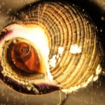 White light photograph of the underside of a snail shell, showing the operculum