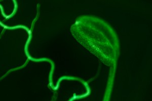 Arabidopsis fluorescence imaged with bandpass filter (c) NIGHTSEA