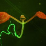 Arabidopsis fluorescence imaged with long-pass filter (c) NIGHTSEA