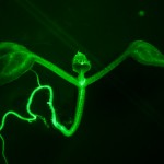 Arabidopsis fluorescence imaged with bandpass filter (c) NIGHTSEA