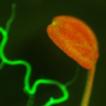 Arabidopsis fluorescence imaged with long-pass filter (c) NIGHTSEA