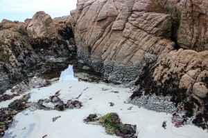 Tide pools at north end of Asilomar State Beach (c) Charles Mazel