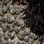 Anemone-covered rocks, white light (c) Charles Mazel