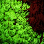Anemone-covered rocks, fluorescence (c) Charles Mazel