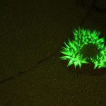 Aggregating anemone Anthopleura elegantissima, fluorescence (c) Charles Mazel